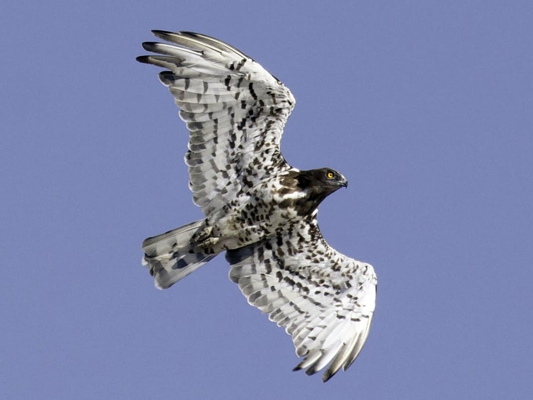 Short-toed Snake-Eagle